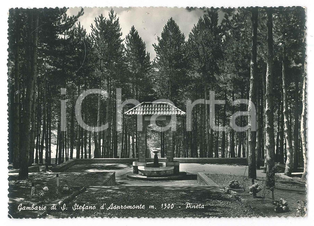 Cartolina originale da collezione 1956 SANTO STEFANO IN ASPROMONTE RC La Pineta di Gambarie  Cartolina FG VG 1