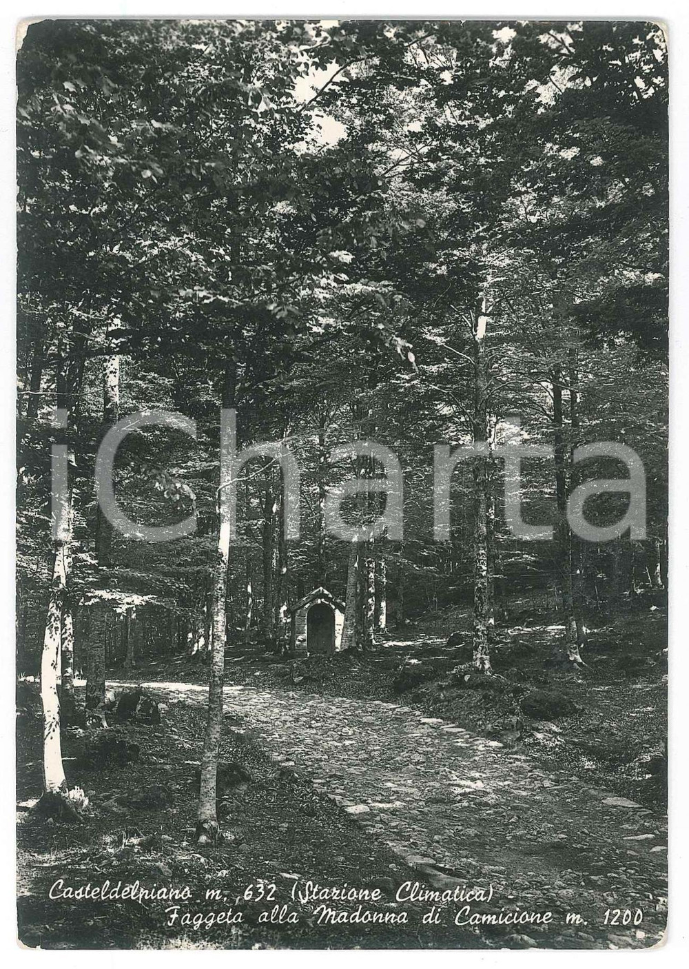 Cartolina originale da collezione 1950 ca CASTEL DEL PIANO Faggeto in località Madonna del Camicione  Cartolina 1
