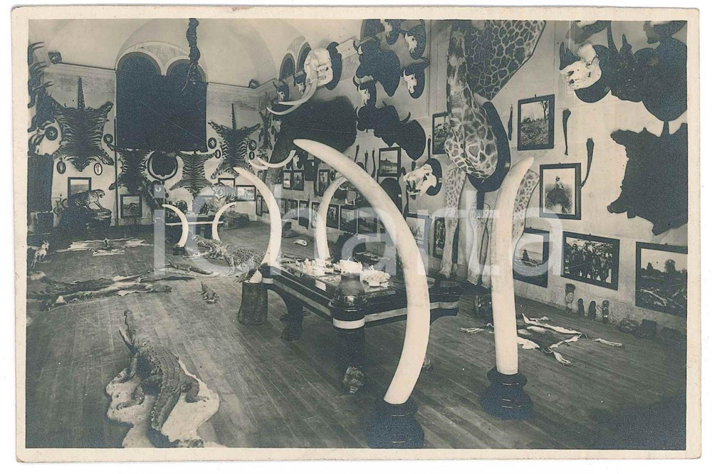 Cartolina originale da collezione 1940 ca PADOVA Palazzo DOLFIN BOLDU  Museo di caccia grossa Cartolina 1
