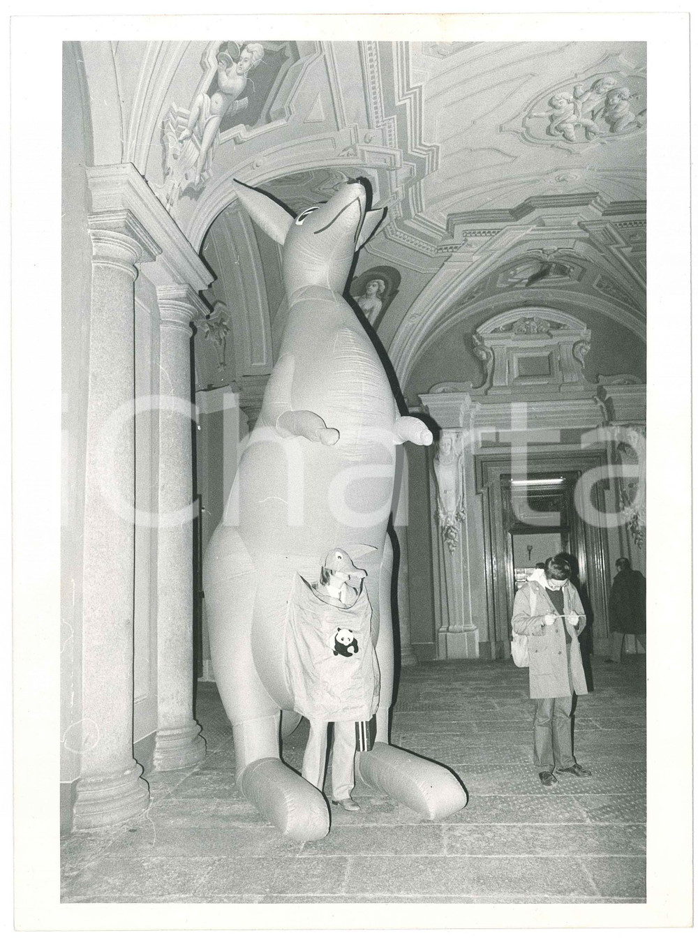 Fotografia d epoca originale 1985 ca COSTUME ITALIA  WWF  Lega per la difesa dei canguri  Foto 18x24 1