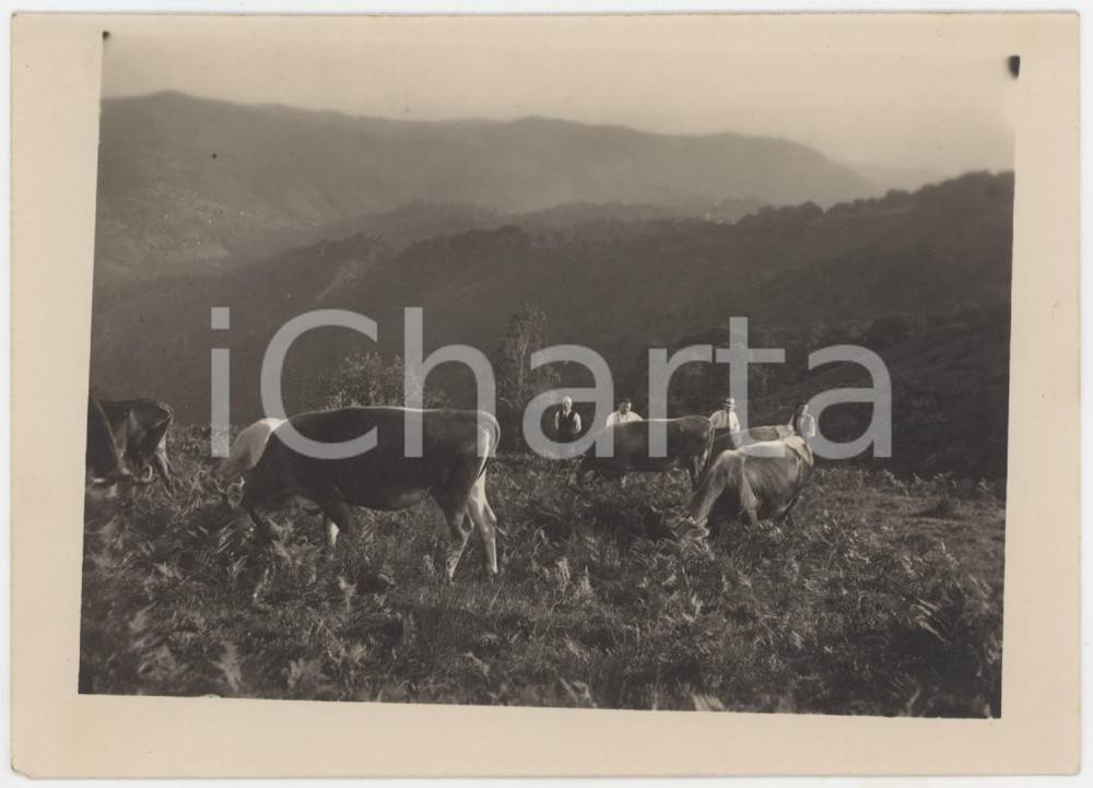 Fotografia d epoca originale 1930 ca ITALIA RURALE Contadini con buoi al pascolo  Foto 18x13 cm 1