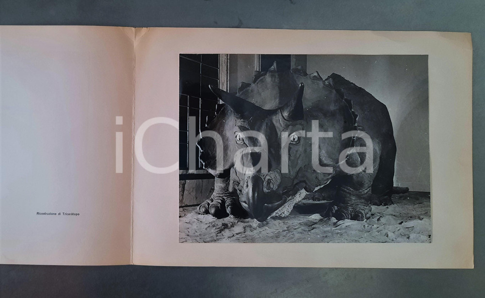 Fotografia d epoca originale 1970 MILANO Museo Storia Naturale  Sala paleontologia Foto su biglietto 31x22 1