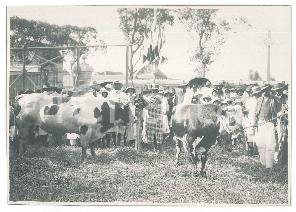 Fotografia d epoca originale 1935 ca ANTANANARIVO MADAGASCAR Rizerie d ANTANIMENA  Fiera bestiame Foto 3 1