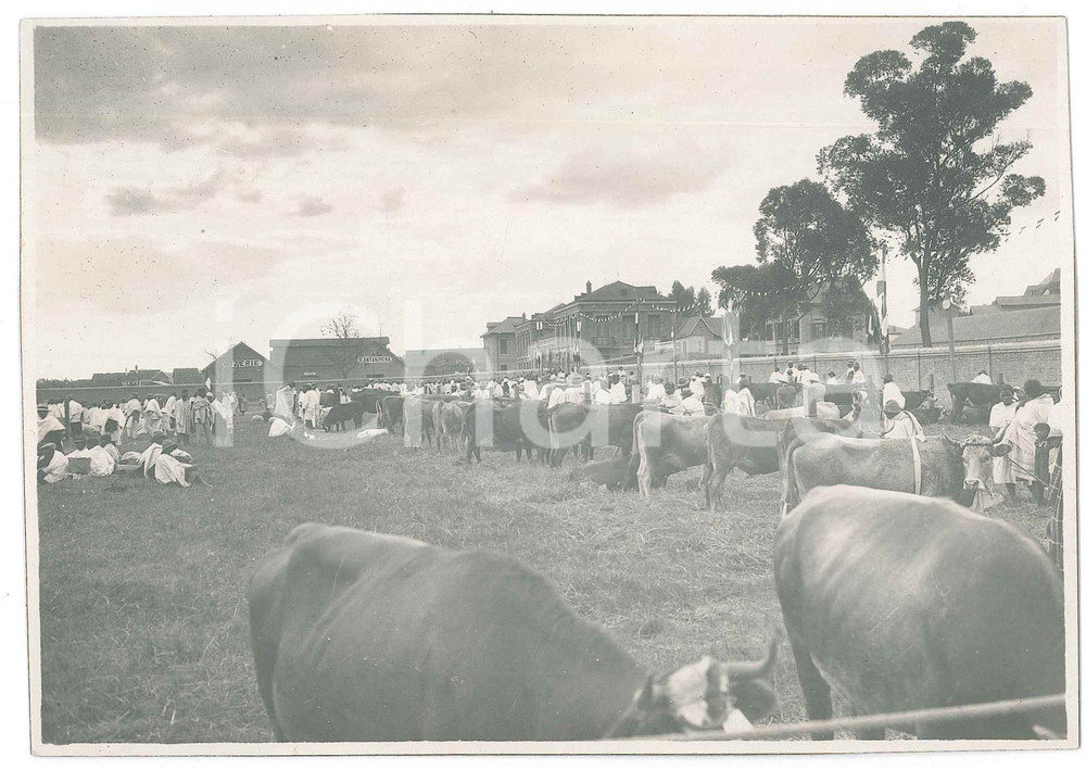 Fotografia d epoca originale 1935 ca ANTANANARIVO MADAGASCAR Rizerie d ANTANIMENA  Fiera bestiame Foto 1 1