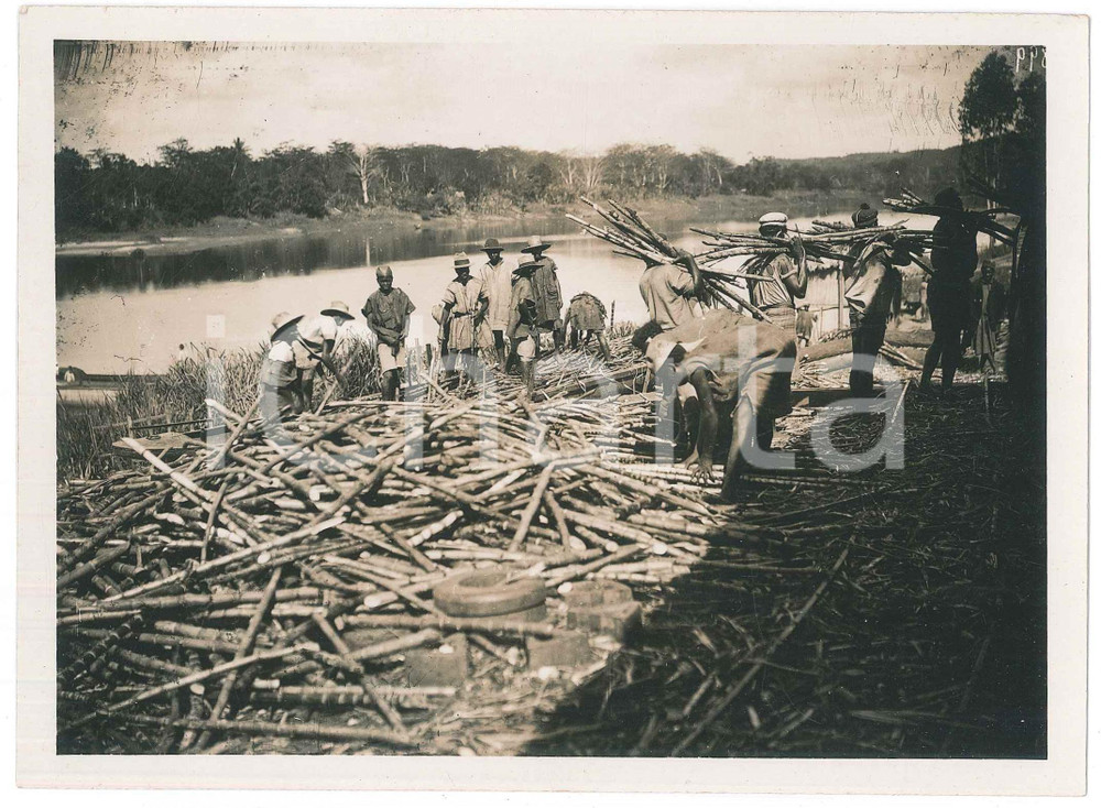 Fotografia d epoca originale 1935 ca MADAGASCAR Raccolta e trasporto della canna da zucchero  Foto 18x13 cm 1