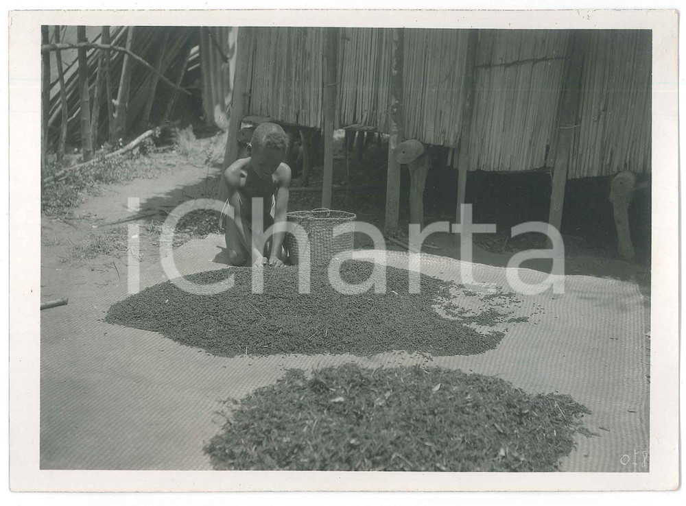 Fotografia d epoca originale 1935 ca MADAGASCAR  Raccolta del pepe  Bambino in un villaggio Foto 4 1