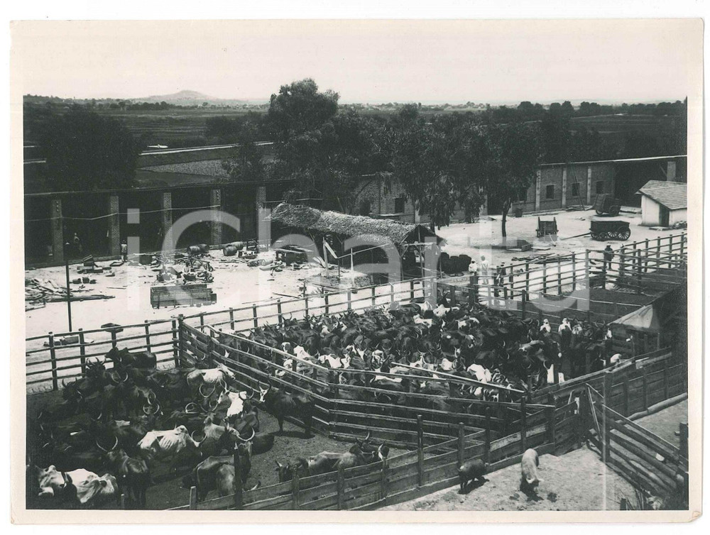 Fotografia d epoca originale 1935 ca MADAGASCAR Azienda agricola  Recinto di buoi Foto coloniale 18x13 cm 1