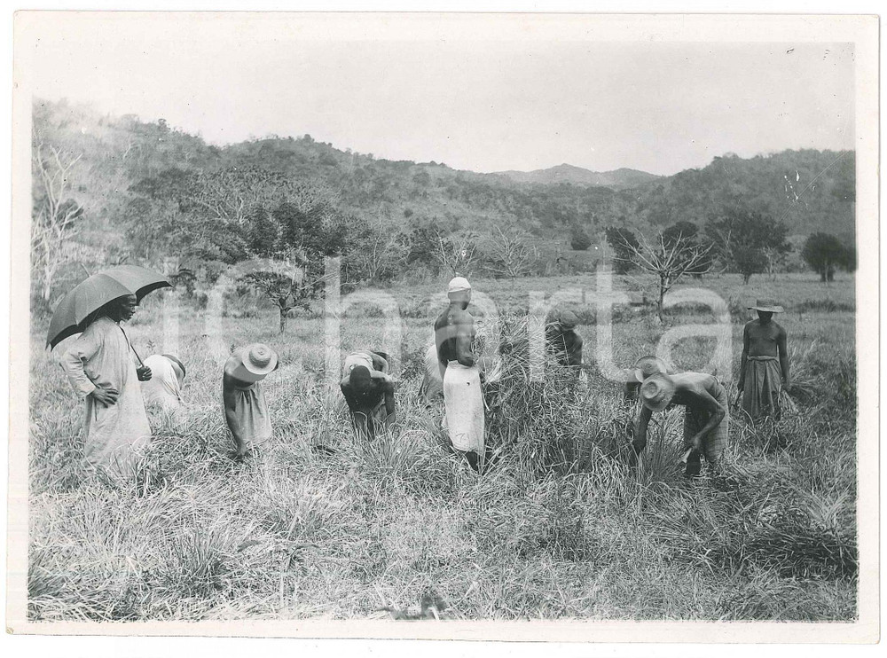 Fotografia d epoca originale 1935 ca MADAGASCAR  AGRICOLTURA  Raccolta del riso  Foto 18x13 cm 1