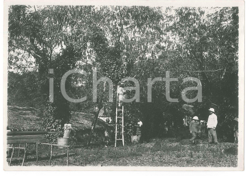Fotografia d epoca originale 1935 ca MADAGASCAR  AGRICOLTURA  Raccolta del pepe  Fotografia 18x13 cm 1