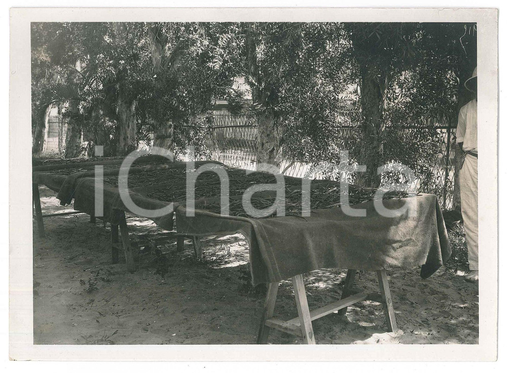 Fotografia d epoca originale 1935 ca MADAGASCAR  AGRICOLTURA  Raccolta della vaniglia  Foto 18x13 1