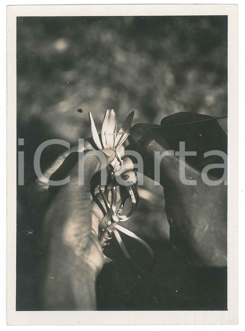 Fotografia d epoca originale 1935 ca MADAGASCAR  AGRICOLTURA  Impollinazione della vaniglia Foto 1