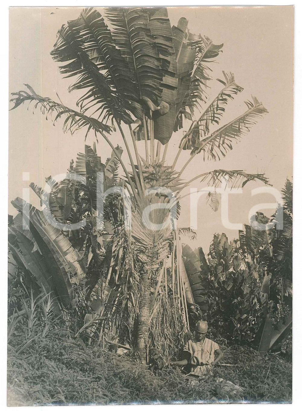 Fotografia d epoca originale 1935 ca MADAGASCAR  AGRICOLTURA  Lavoro in una piantagione Foto 1 1