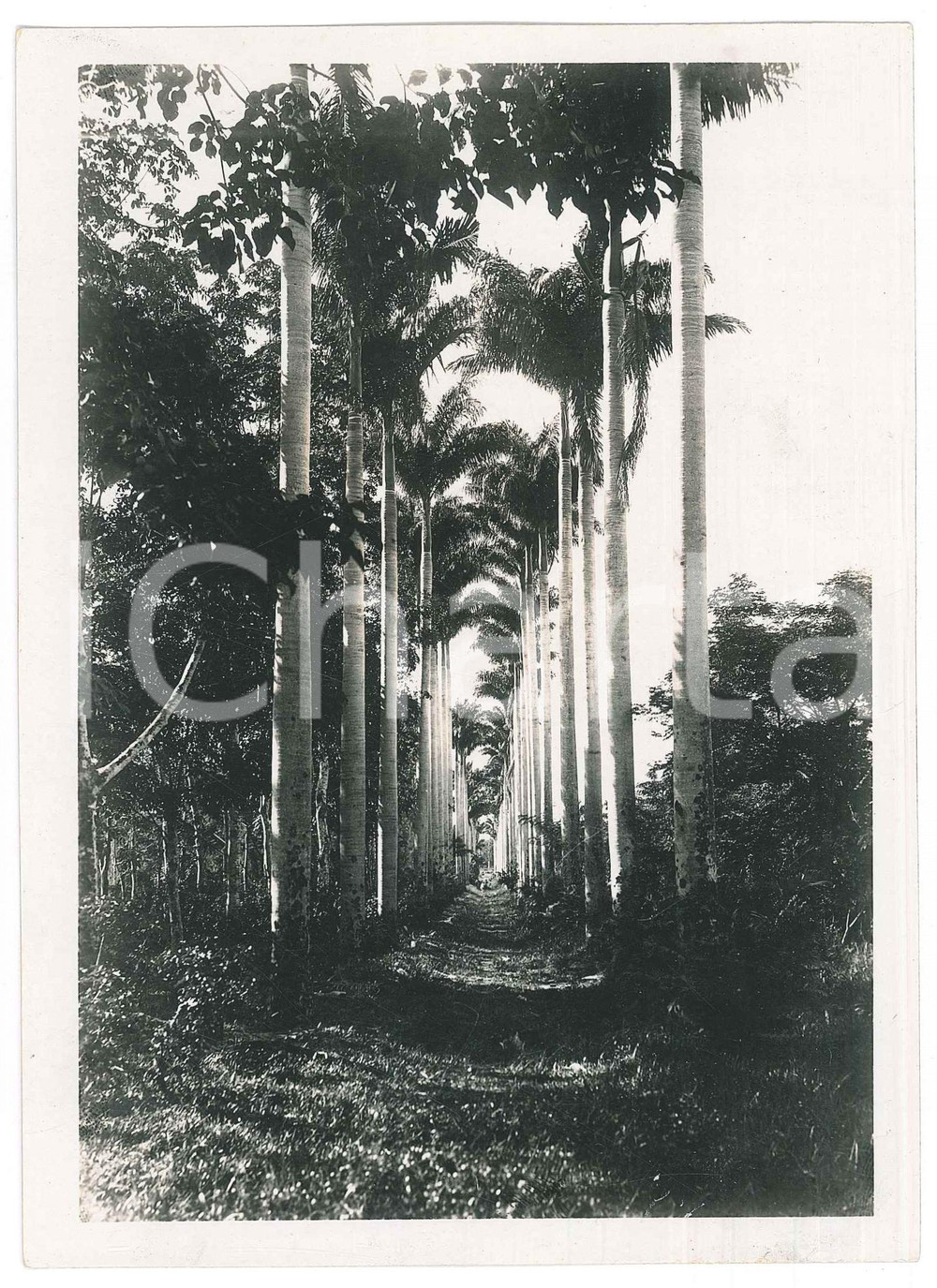 Fotografia d epoca originale 1935 ca MADAGASCAR  AGRICOLTURA  Piantagione 2 Foto 13x18 cm 1