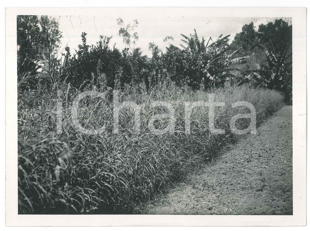 Fotografia d epoca originale 1935 ca MADAGASCAR  AGRICOLTURA  Piantagione  Foto 18x13 cm 1
