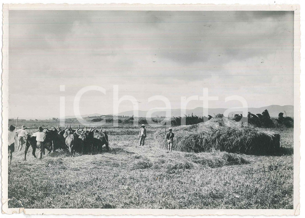 Fotografia d epoca originale 1935 ca MADAGASCAR  Buoi in un azienda agricola  Foto 18x13 cm 1
