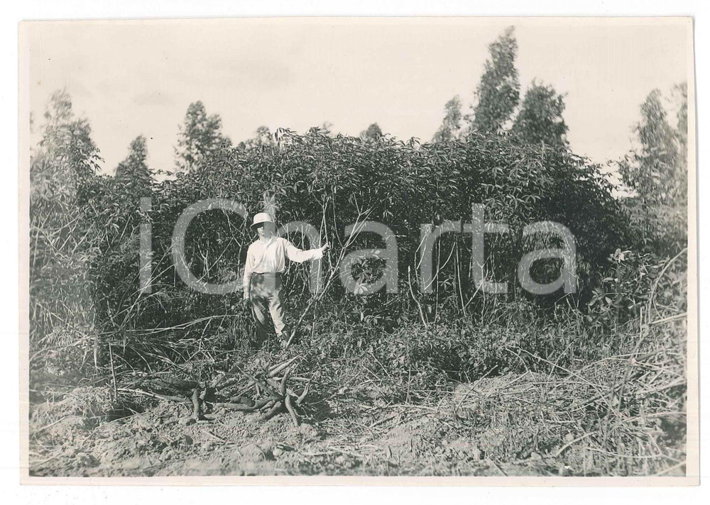 Fotografia d epoca originale 1935 ca MADAGASCAR  AGRICOLTURA  Colono in una piantagione  Foto 18x12 cm 1