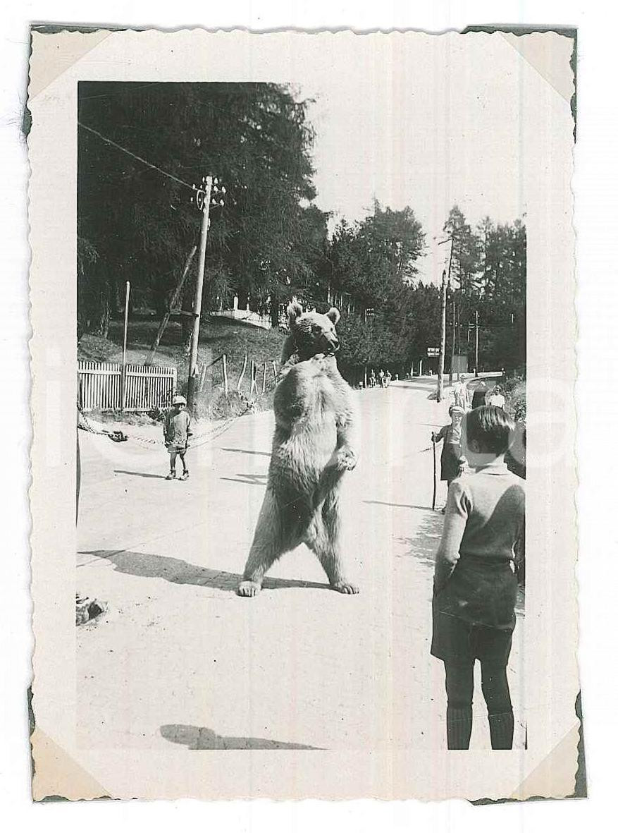 Fotografia d epoca originale 1938 PASSO DELLA MENDOLA  COSTUME  Orso al guinzaglio  Foto 7x9 cm 1