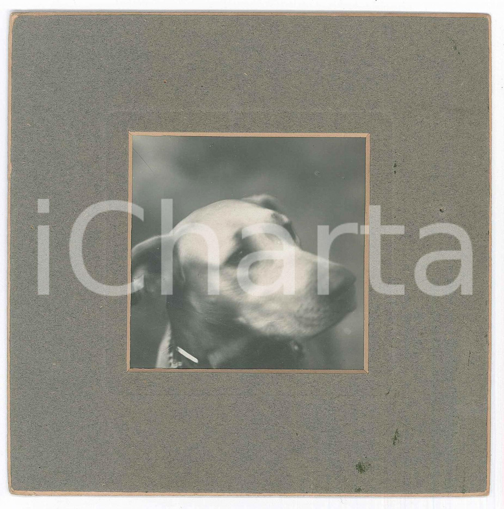 1910 ca ITALIA Cani da caccia - Segugio - Ritratto - Foto ANONIMA 15x15 cm