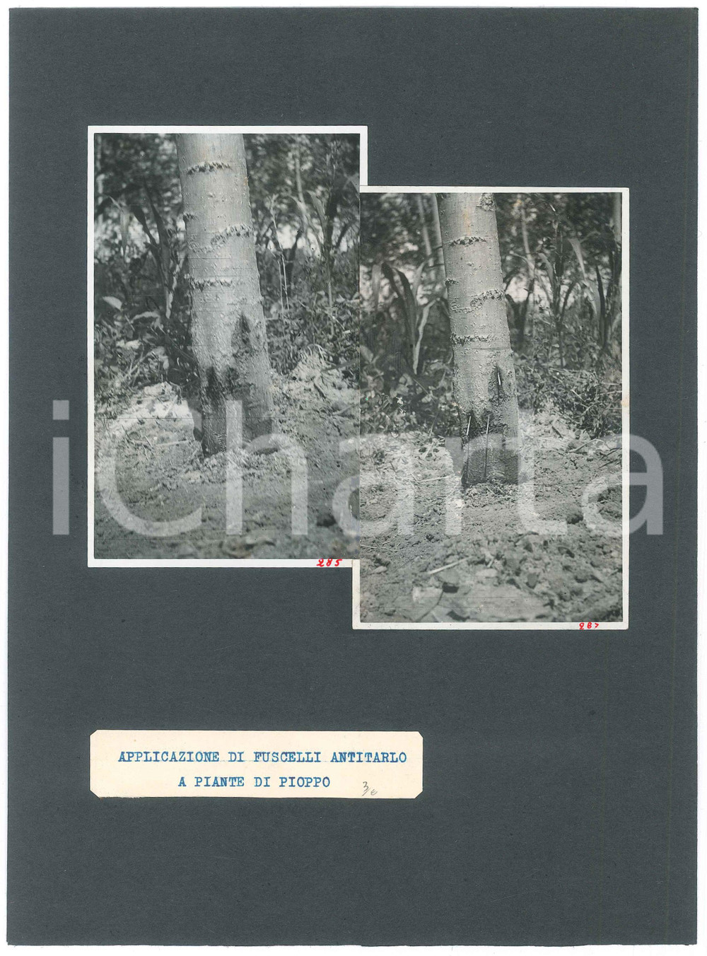 Fotografia d epoca originale 1940 ca BOTANICA Applicazione fuscello antitarlo in un pioppo  Foto 21x29 1 1