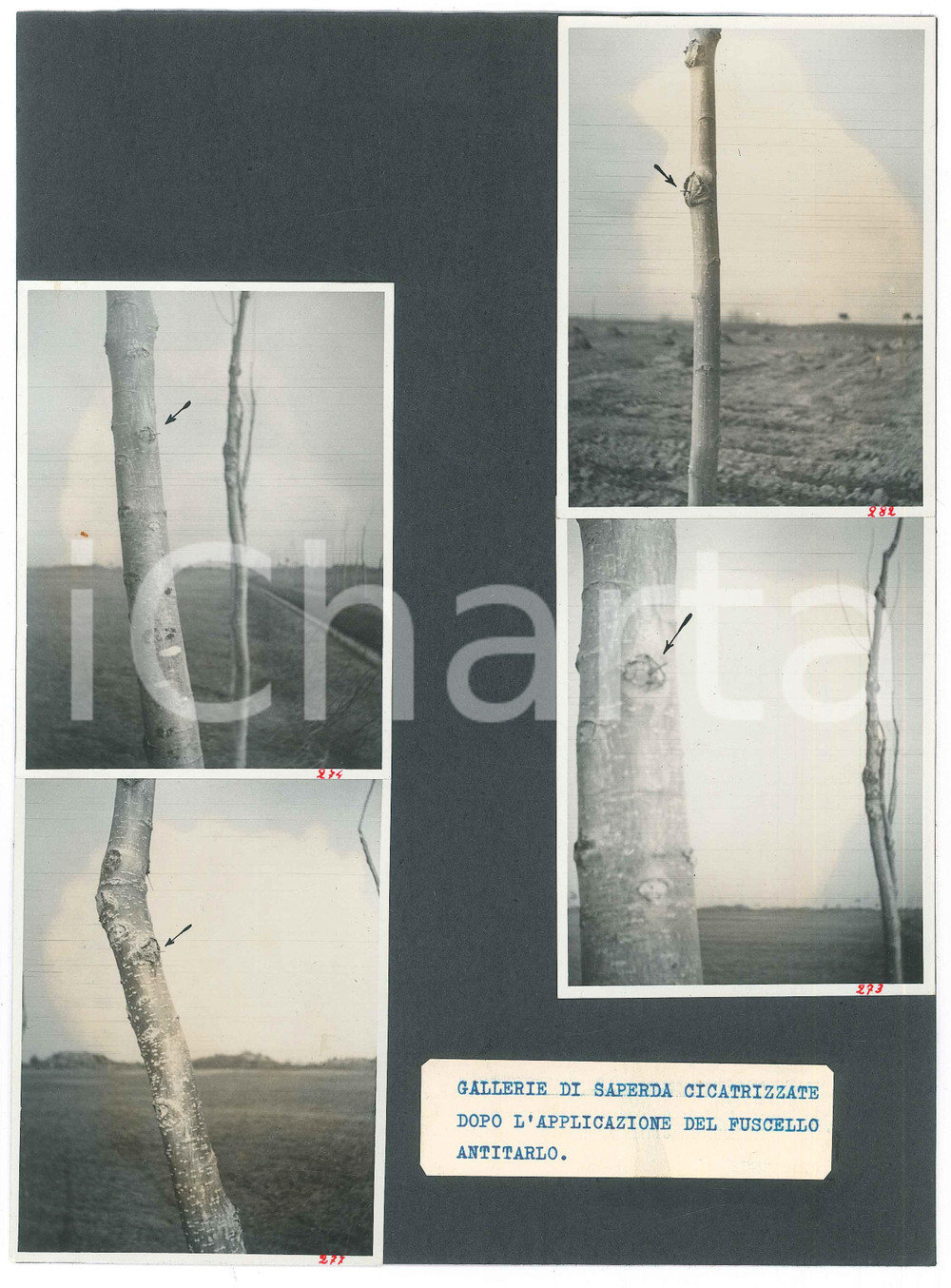 Fotografia d epoca originale 1940 ca BOTANICA Saperda cicatrizzate dopo applicazione fuscello antitarlo Foto 1