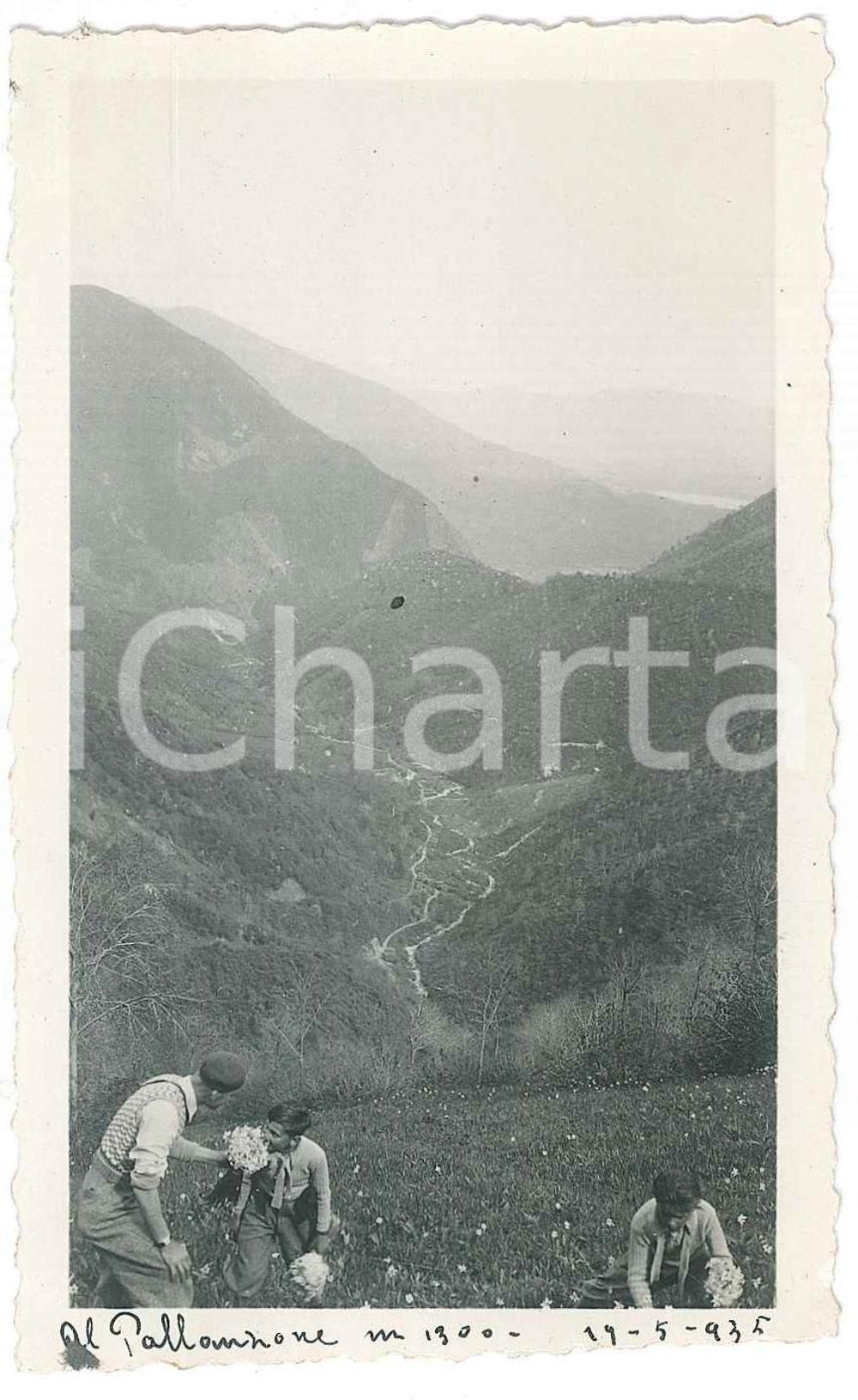Fotografia d epoca originale 1935 PREALPI Triangolo lariano  Narcisata al PALANZONE Foto 7x11 cm 1 1