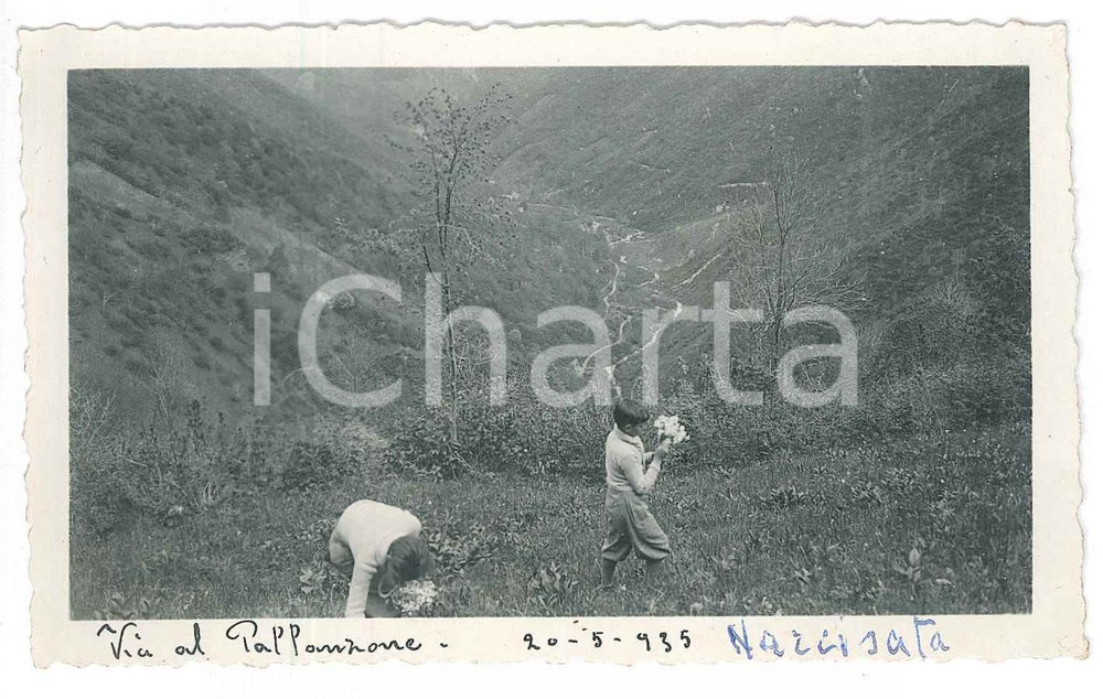 Fotografia d epoca originale 1935 PREALPI Triangolo lariano  Narcisata al PALANZONE Foto 11x7 cm 1