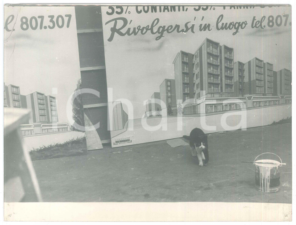 Fotografia d epoca originale 1958 MILANO Via Venini 89 Gatto nel laboratorio dei F.LLI GIUBERTI Foto 24x18 1