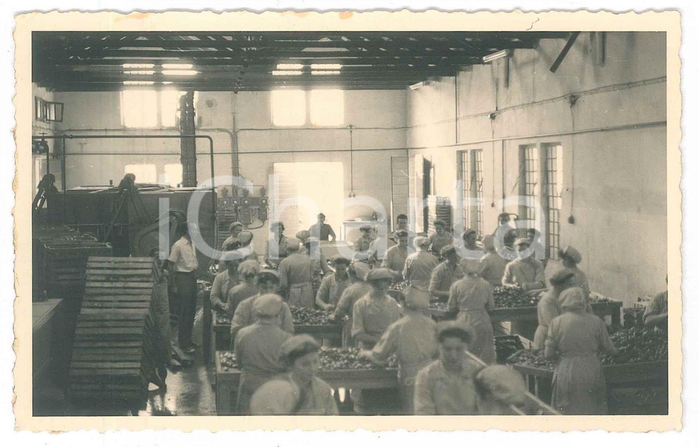 Fotografia d epoca originale 1940 ca ITALIA Industria alimentare  Operaie selezionano pomodori 2 Foto 14x9 1