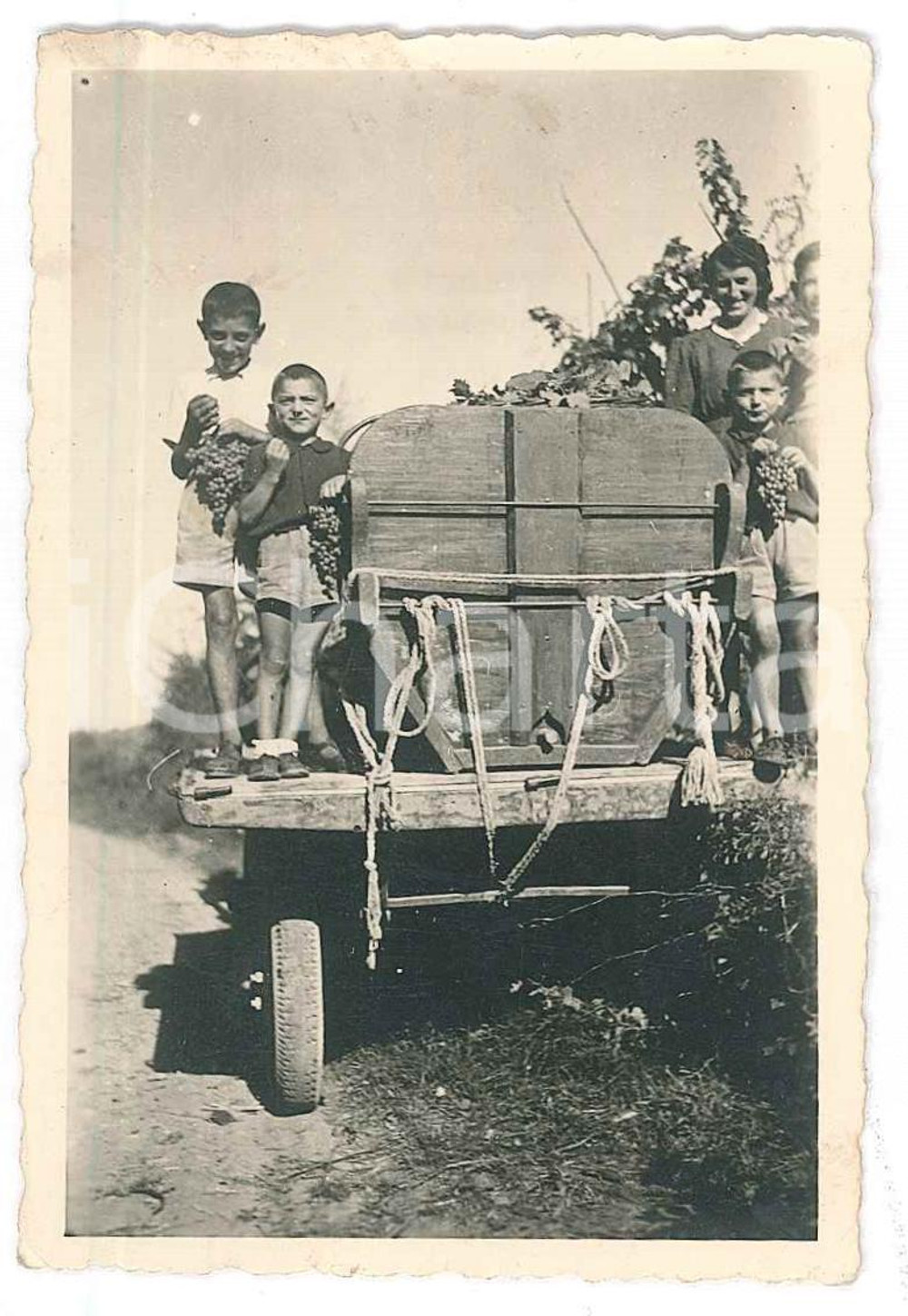 1930 ca COSTUME ITALIA Madre e figli durante la vendemmia *Foto 6x9 cm