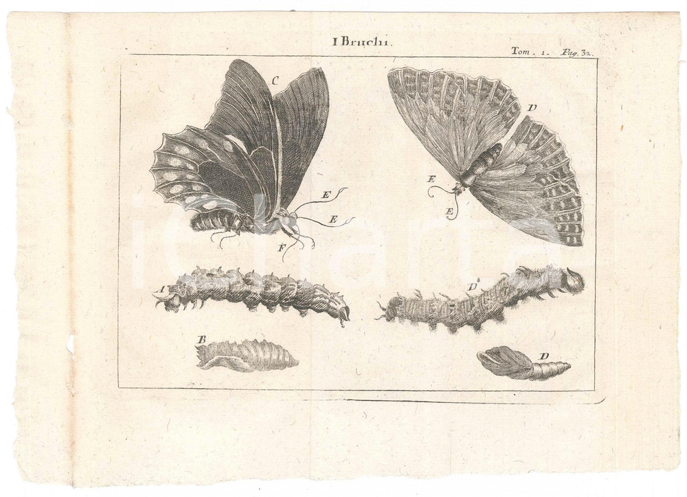 1767 (?) Pluche LO SPETTACOLO DELLA NATURA - I bruchi *Stampa tomo 1