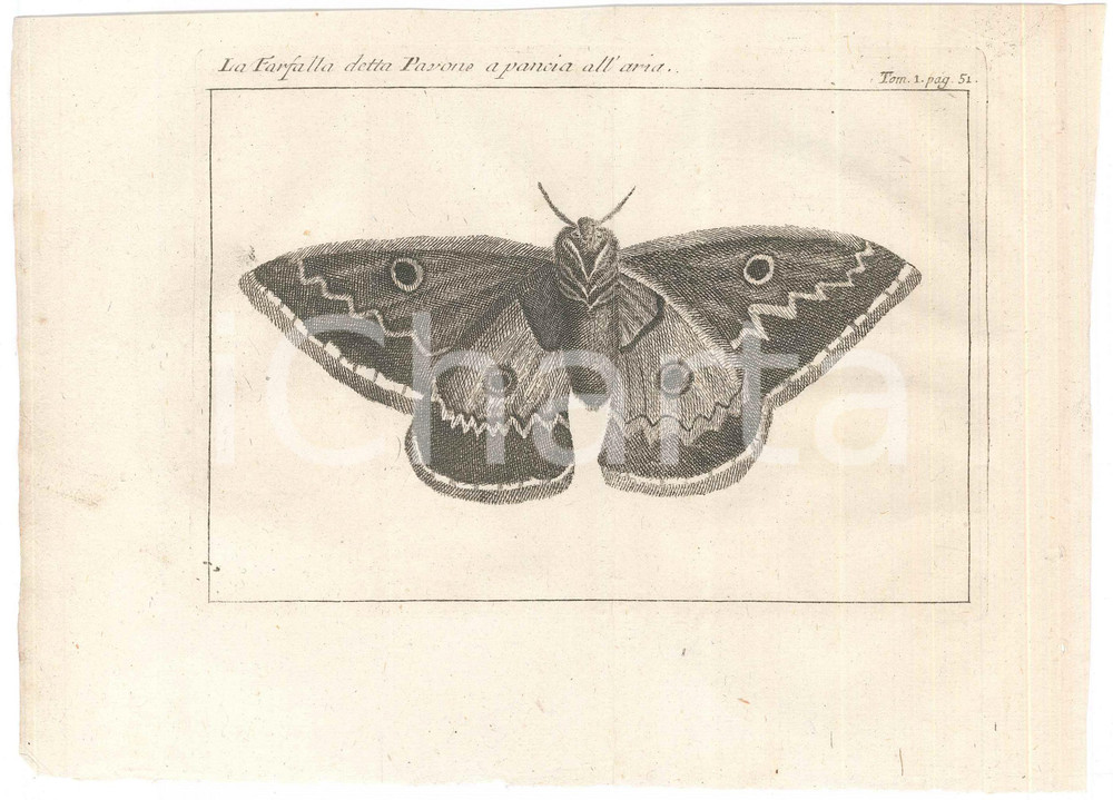 Stampa, bozzetto originale 1767 ? Pluche LO SPETTACOLO DELLA NATURA  La farfalla detta pavone Stampa 1