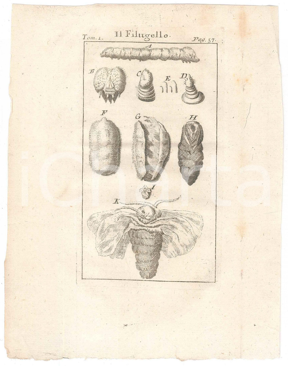 Stampa, bozzetto originale 1767 ? Pluche LO SPETTACOLO DELLA NATURA  Il filugello Stampa tomo 1 1