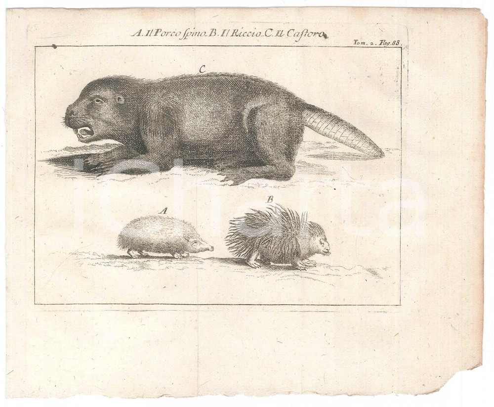 Stampa, bozzetto originale 1767 ? LO SPETTACOLO DELLA NATURA  Porcospino  Riccio  Castoro Stampa 1