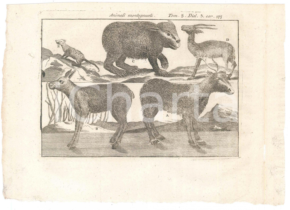Stampa, bozzetto originale 1767 ? Pluche LO SPETTACOLO DELLA NATURA  Animali montagnuoli  Stampa tomo 5 1