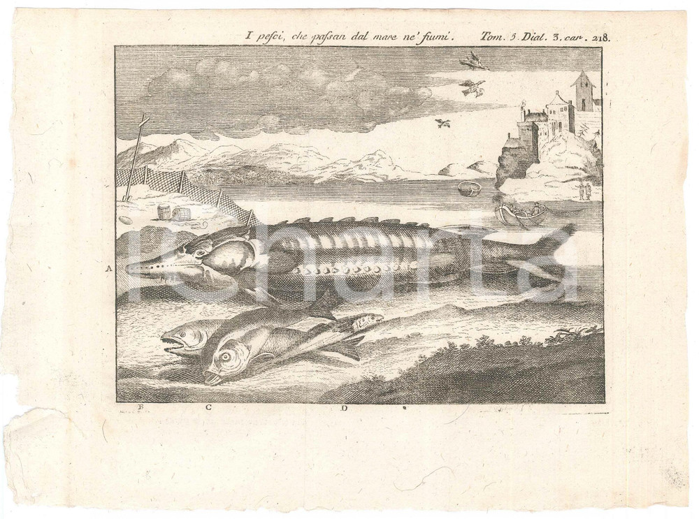 Stampa, bozzetto originale 1767 ? LO SPETTACOLO DELLA NATURA  I pesci, che passan dal mare ne  fiumi 1
