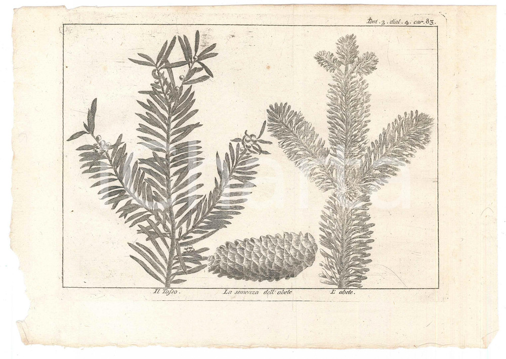 Stampa, bozzetto originale 1767 ? LO SPETTACOLO DELLA NATURA  Il tasso  La semenza dell abete Stampa 1