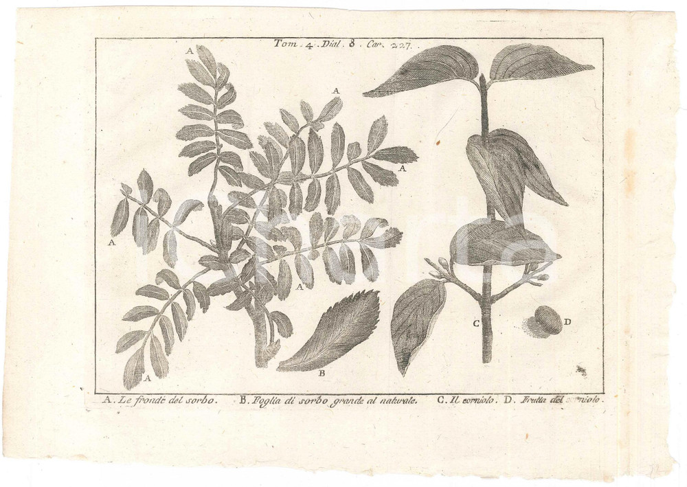 Stampa, bozzetto originale 1767 ? LO SPETTACOLO DELLA NATURA  Fronde del sorbo  Corniolo Stampa tomo 4 1