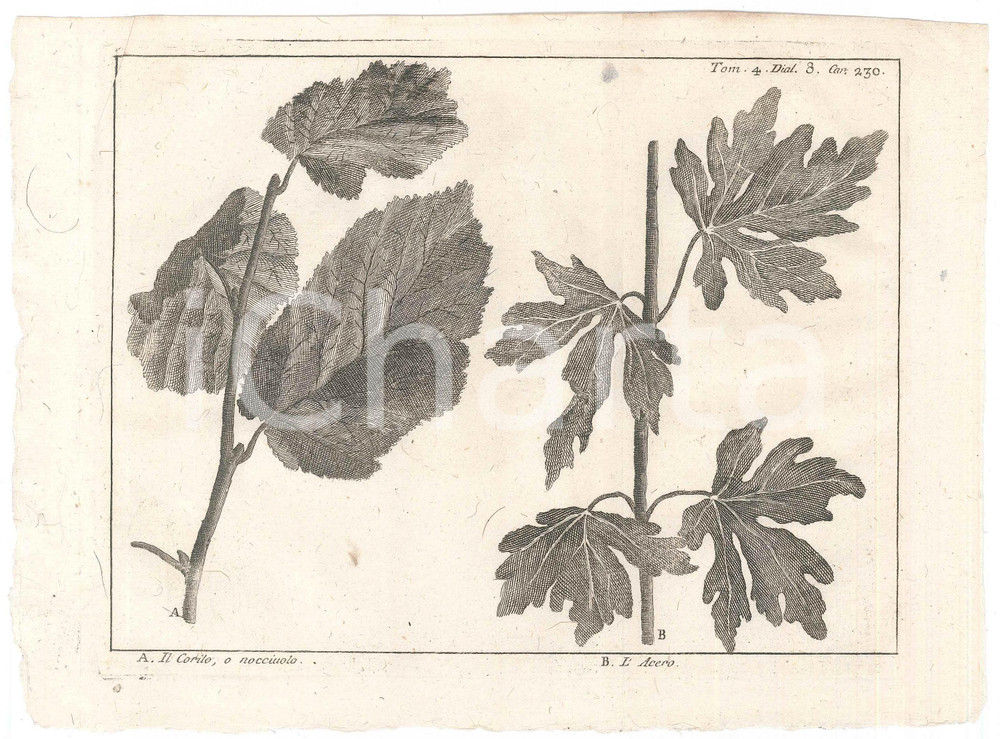 Stampa, bozzetto originale 1767 ? LO SPETTACOLO DELLA NATURA  Il corilo, o nocciuolo  L acero Stampa 1