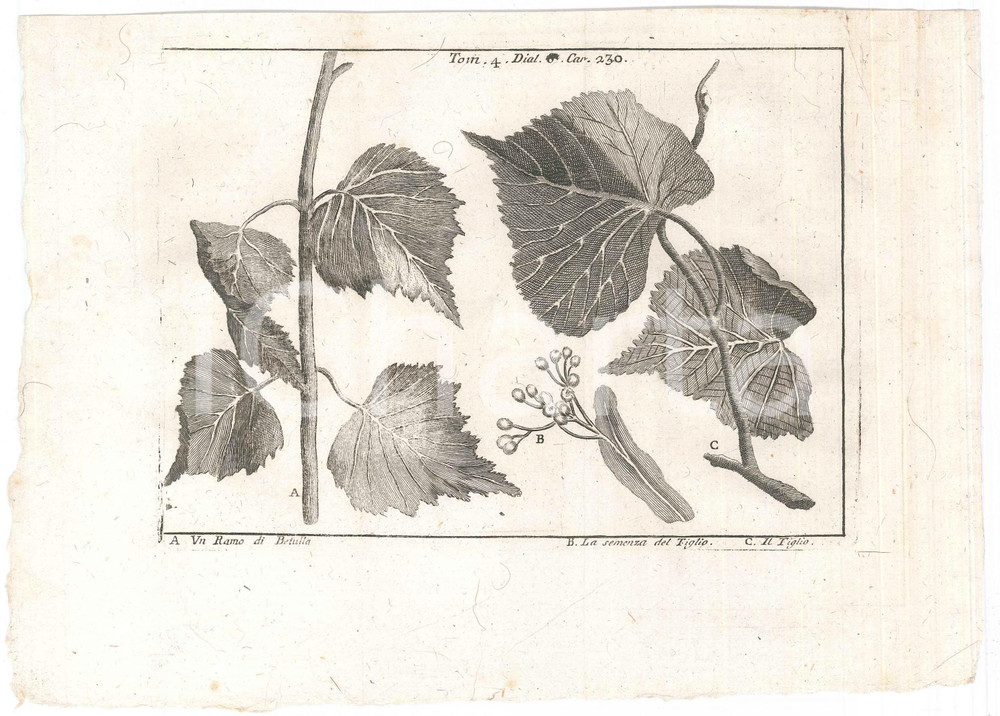 Stampa, bozzetto originale 1767 ? LO SPETTACOLO DELLA NATURA  Un ramo di betulla  Il tiglio Stampa 1