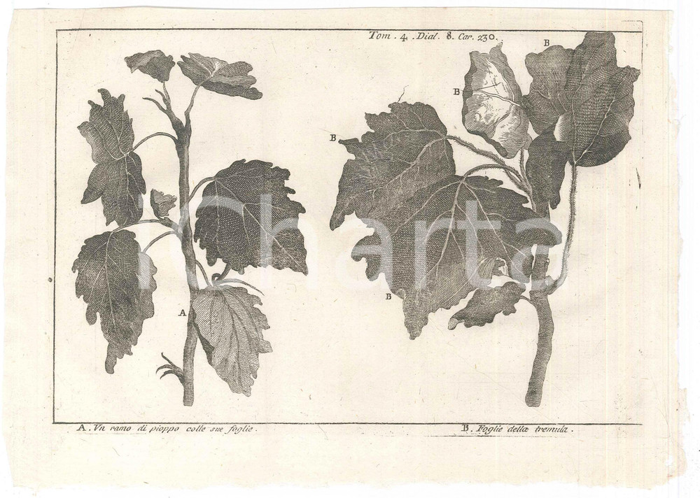 Stampa, bozzetto originale 1767 ? LO SPETTACOLO DELLA NATURA Ramo pioppo  Foglie della tremula Stampa 1