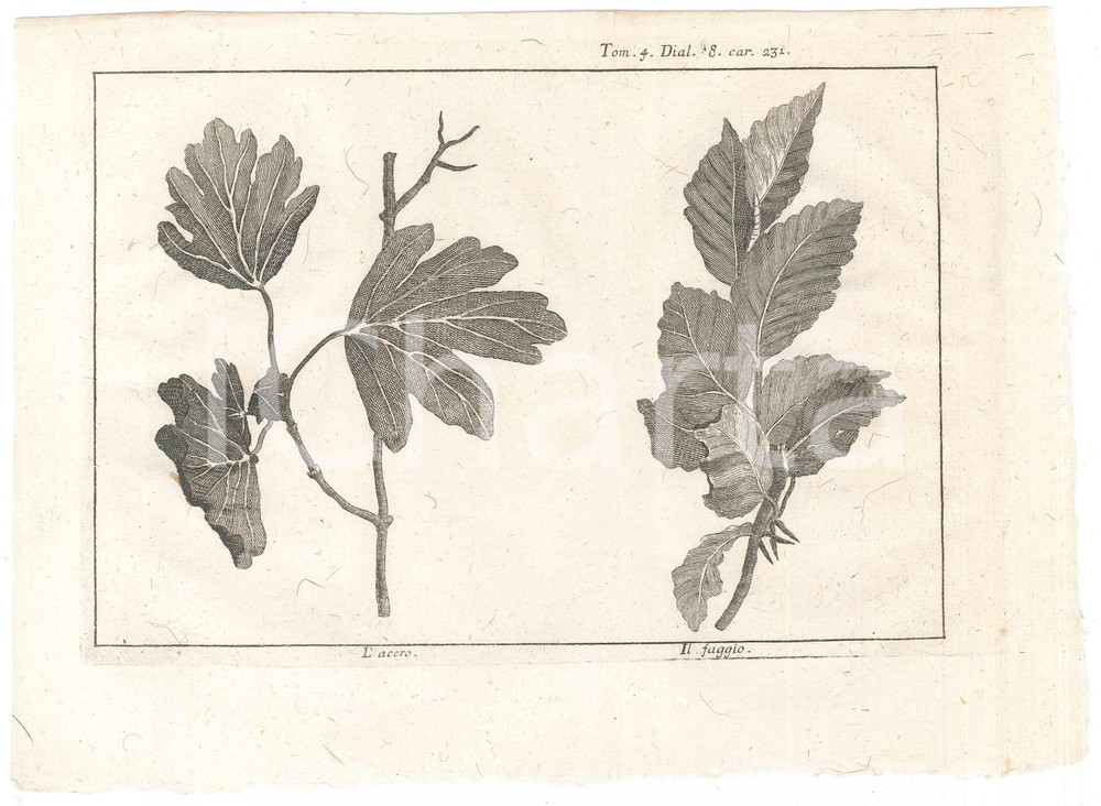Stampa, bozzetto originale 1767 ? LO SPETTACOLO DELLA NATURA  L acero  Il faggio Stampa tomo 4 1