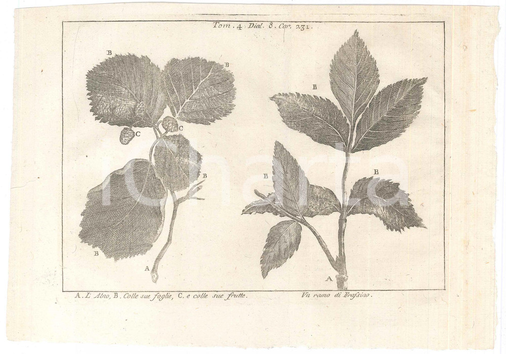 Stampa, bozzetto originale 1767 ? LO SPETTACOLO DELLA NATURA  L alno  Un ramo di frassino Stampa 1