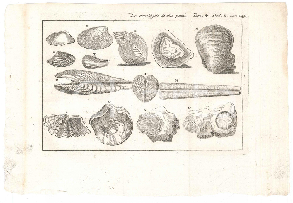 Stampa, bozzetto originale 1767 ? LO SPETTACOLO DELLA NATURA  Le conchiglie di due pezzi Stampa tomo 5 1