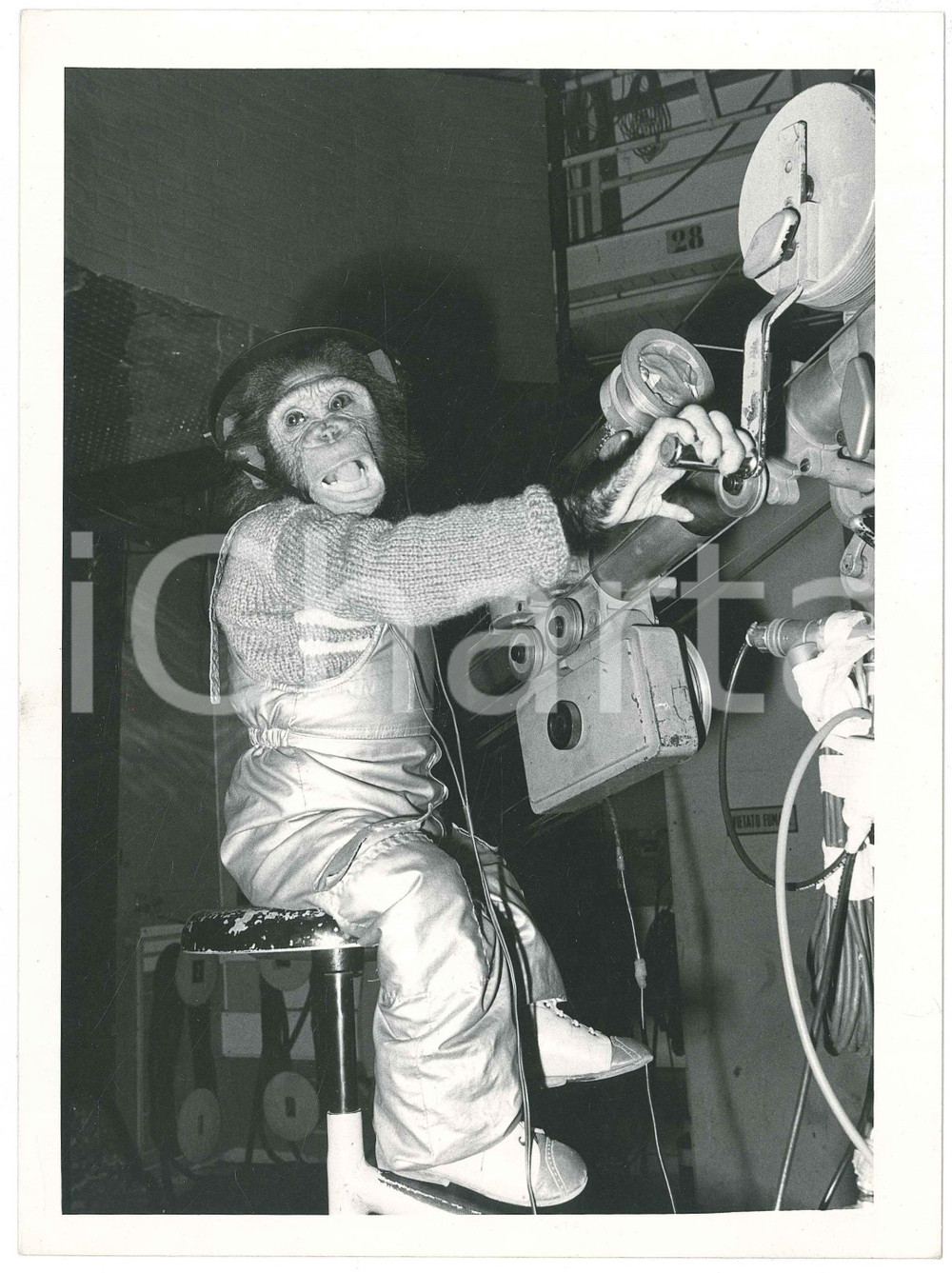 Fotografia d epoca originale 1985 RAI DUE Il tastomatto  La scimmia LOLA regista  Foto 24x18 1 1