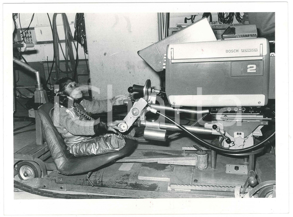 Fotografia d epoca originale 1985 RAI DUE Il tastomatto  La scimmia LOLA regista  Foto 24x18 cm 2 1