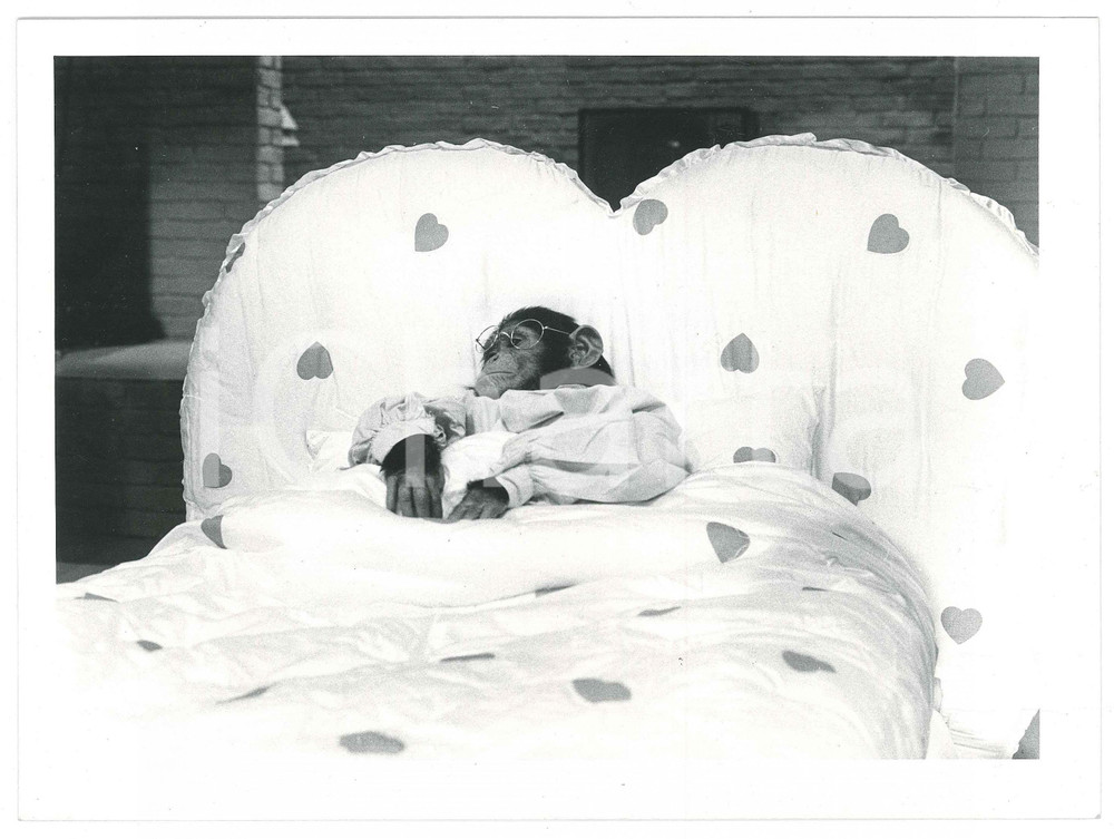 Fotografia d epoca originale 1985 RAI DUE Il tastomatto  La scimmia LOLA nel letto a cuore  Foto 24x18 1
