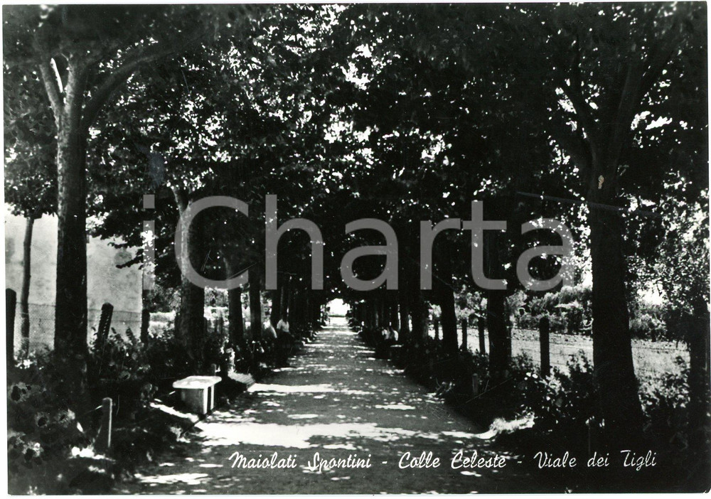 Cartolina originale da collezione 1958 MAIOLATI SPONTINI AN Parco Colle Celeste  Viale dei Tigli  Cartolina FG 1