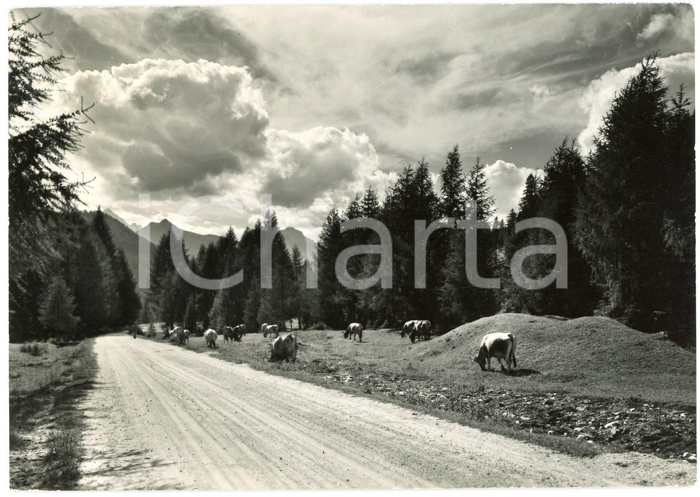 Cartolina originale da collezione 1964 VAL DI ZOLDO Passo Forcella Staulanza  Mucche al pascolo  Cartolina FG 1