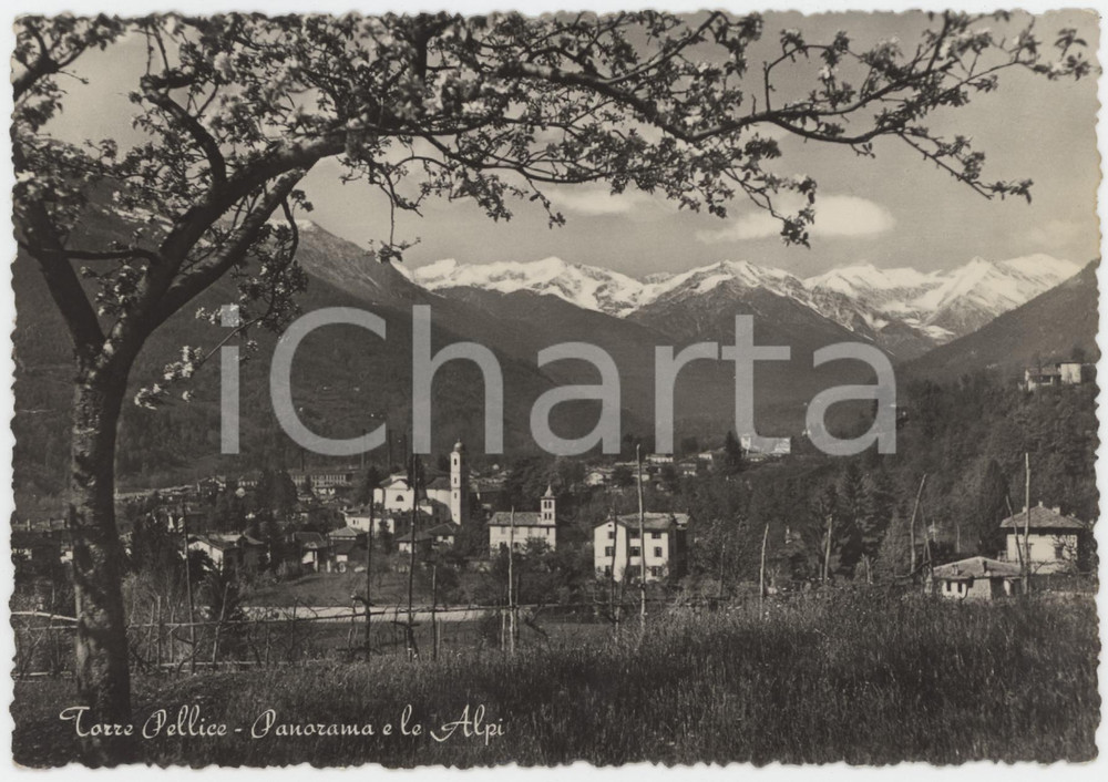 Cartolina originale da collezione 1957 TORRE PELLICE Panorama con le Alpi  Cartolina FG VG 1
