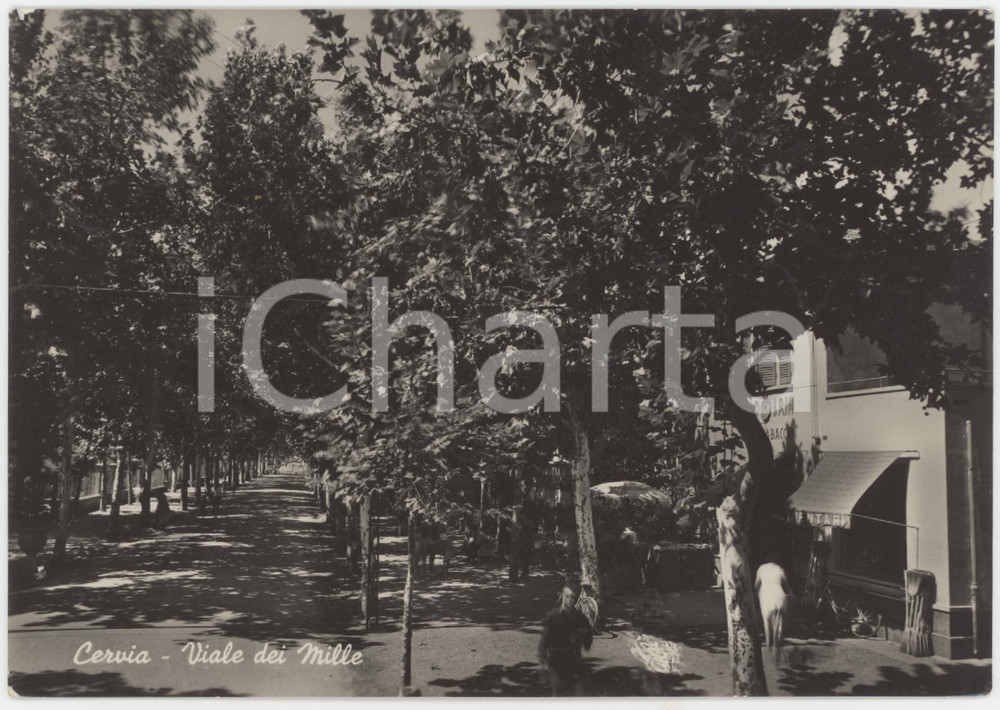 1950 ca CERVIA (RA) Viale dei Mille - Cartolina ANIMATA FG VG